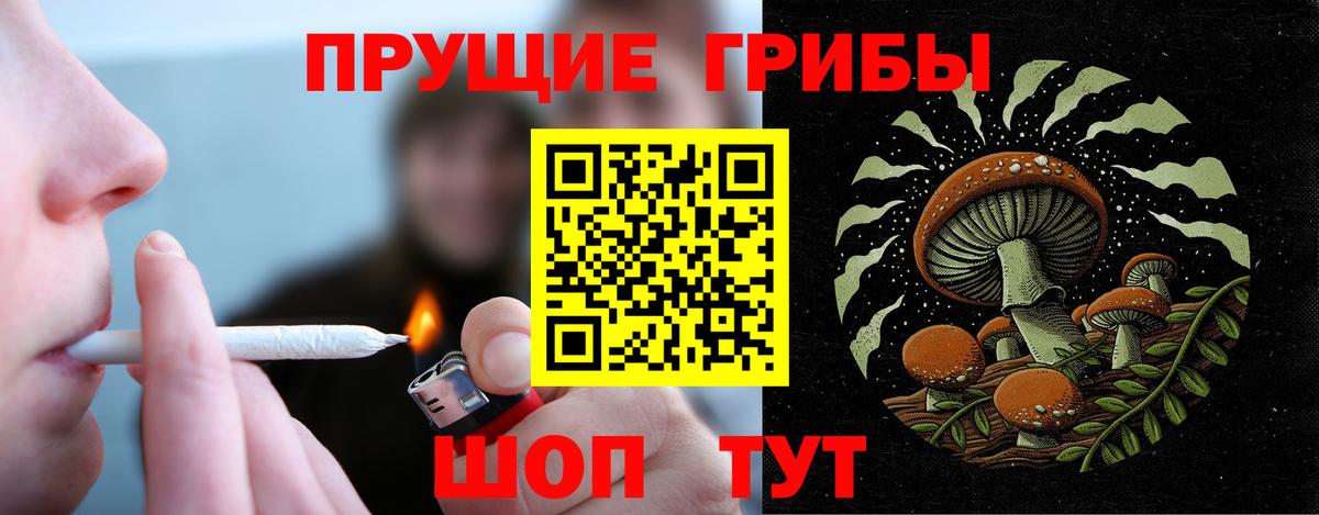 Галлюциногенные грибы Psilocybe Губкинский